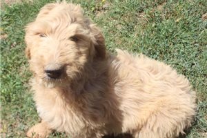 Bouy - Goldendoodle for sale