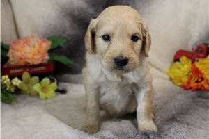 Georgia - Goldendoodle for sale