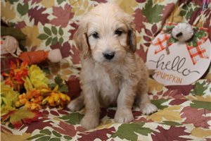 Garfield - Goldendoodle for sale