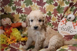 Goldie - Goldendoodle for sale
