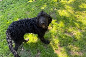 Acorn - puppy for sale