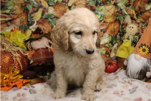 Grant - Goldendoodle for sale