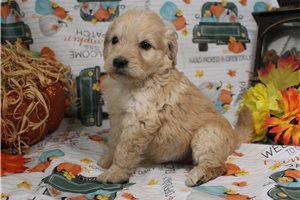 Goldie - Goldendoodle for sale