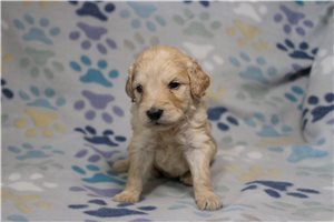 Goldie - Goldendoodle for sale