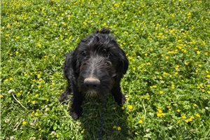 Acorn - Goldendoodle for sale