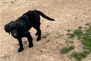 Akiro - Goldendoodle for sale