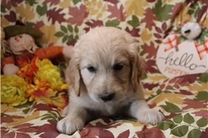 Gretchen - Goldendoodle for sale