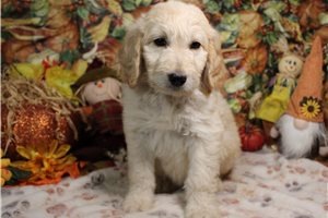 Gypsy, a Goldendoodle puppy