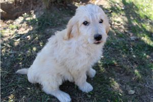 Gypsy - Goldendoodle for sale