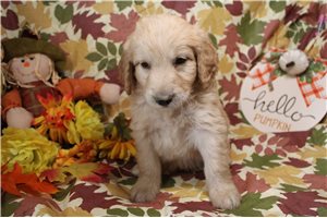 Grant - Goldendoodle for sale
