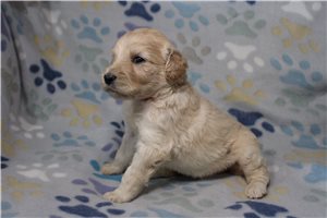Gretchen - Goldendoodle for sale