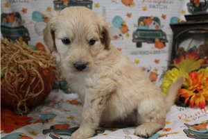 Georgia - Goldendoodle for sale