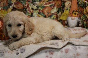 Gretchen - Goldendoodle for sale