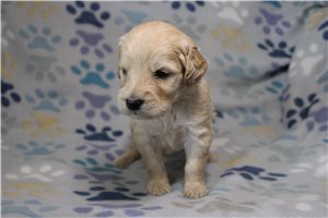 Gregory - Goldendoodle for sale