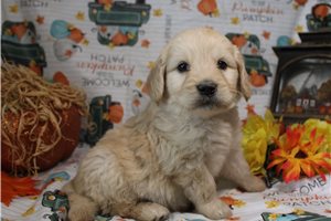 Gregory - Goldendoodle for sale