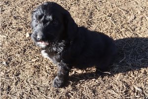 Adler - puppy for sale