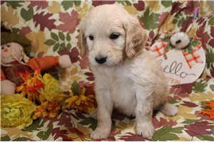 Georgia - Goldendoodle for sale