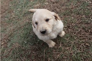 Aero - puppy for sale