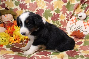 Huck - Miniature Australian Shepherd for sale