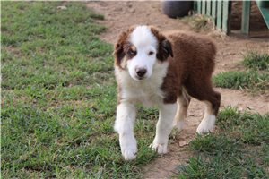 Danny - Miniature Australian Shepherd for sale