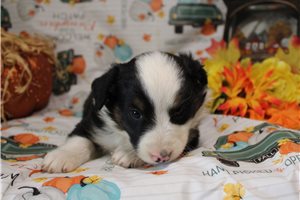 Henry - Miniature Australian Shepherd for sale