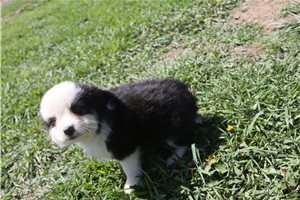 Eleanor - Miniature Australian Shepherd for sale