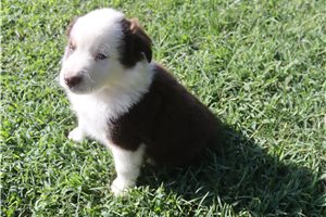 Danny - Miniature Australian Shepherd for sale
