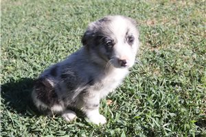 Fiona - Miniature Australian Shepherd for sale