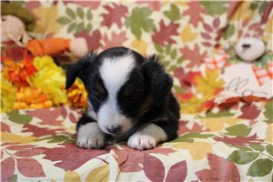 Helena - Miniature Australian Shepherd for sale
