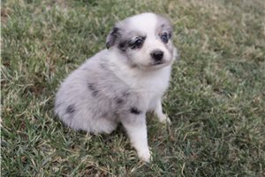 Flora - Miniature Australian Shepherd for sale