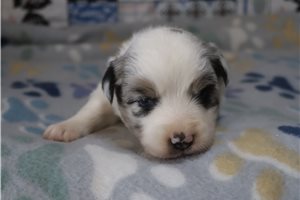 Davina - puppy for sale
