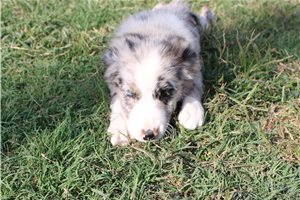Fiona - Miniature Australian Shepherd for sale