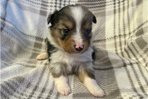 Douglas - puppy for sale