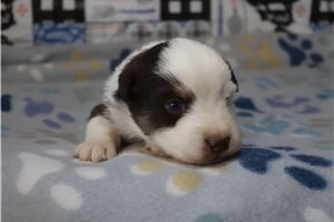 Danny - Miniature Australian Shepherd for sale