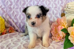 Daphne - Miniature Australian Shepherd for sale