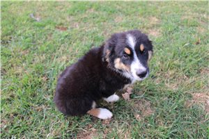 Dane - Miniature Australian Shepherd for sale