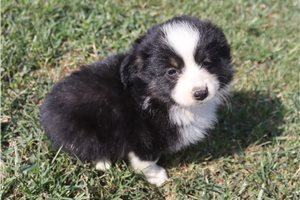 Farrah - Miniature Australian Shepherd for sale