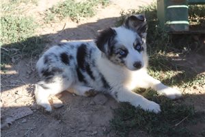 Dixie - Miniature Australian Shepherd for sale