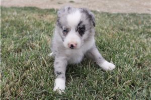 Fiona - Miniature Australian Shepherd for sale
