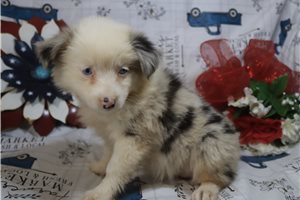 Emma - Miniature Australian Shepherd for sale