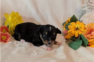 Delilah - Miniature Australian Shepherd for sale