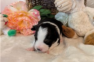 Dylan - puppy for sale