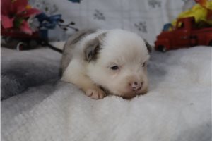 Emma - Miniature Australian Shepherd for sale