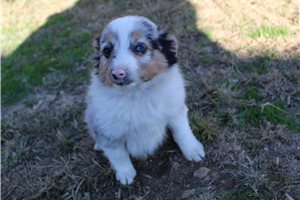 Harlow - Miniature Australian Shepherd for sale