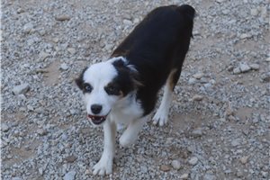 Eleanor - Miniature Australian Shepherd for sale