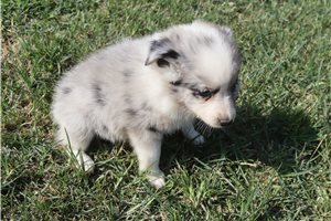 Flora - Miniature Australian Shepherd for sale