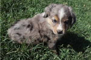Daniel - Miniature Australian Shepherd for sale