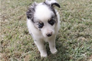 Dixie - Miniature Australian Shepherd for sale