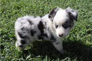 Dixie - Miniature Australian Shepherd for sale