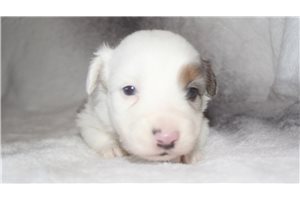 Odette - Miniature Australian Shepherd for sale
